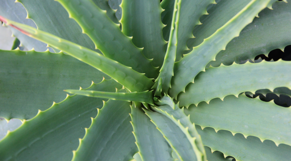 The Benefits of Aloe in our Formless Gloss