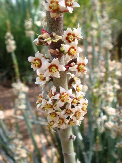 Candelilla Wax