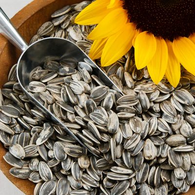 Chicory Root